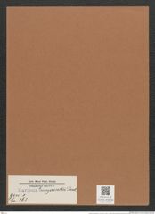 Navicula lunyacsekii Pant. (de-Toni-Nr.: Genus 1, Species 363) Zeichnungen Sammlung Grunow Mappe 00325 (Herbarium_W_Grunow_drawings_Folder_00325)